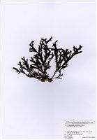 藏品(波狀網翼藻)的圖片